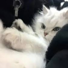 ฐิติพันธ์ พ่วงจันทร์ avatar